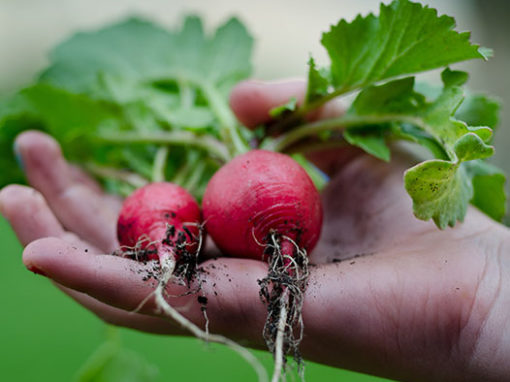 Vegetable Gardening