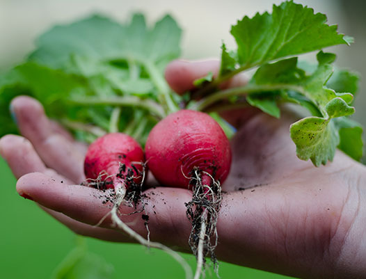 Vegetable Gardening